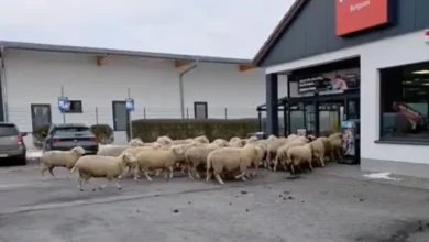 ورود گوسفندان به فروشگاه در آلمان