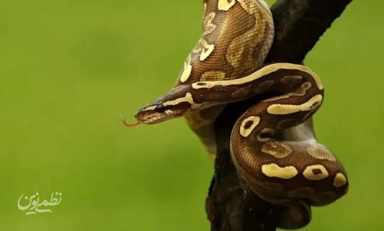 مار