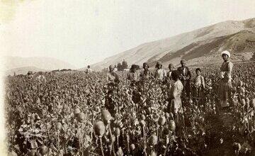 کشت شقایق الیفرا آزاد شد