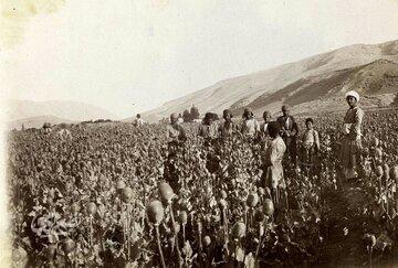 کشت شقایق الیفرا آزاد شد