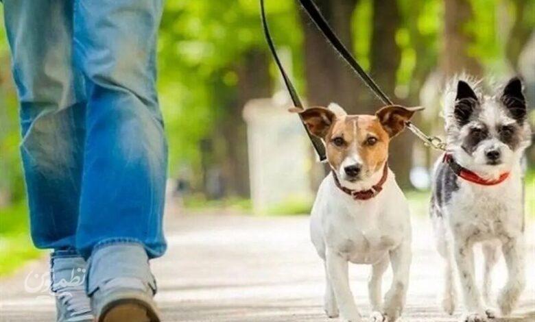 سگها هوای خانه را تغییر میدهند