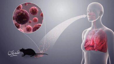پاتک اروپا به هانتاویروس؛ دارو از راه رسید!