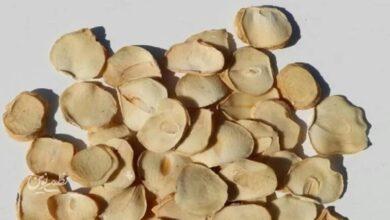 موسیر
