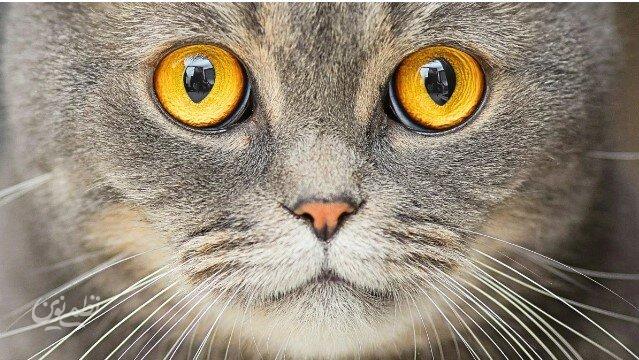 اگر گربه دارید، مراقب نشانههای اسکیزوفرنی باشید