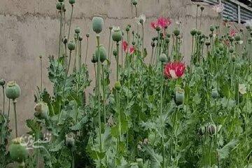 بریم خشخاش بکاریم»؛ چرا این جمله به سوژه داغ کاربران ایرانی تبدیل شد؟