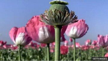 پروژه جدید دولت برای تولید مورفین در ایران