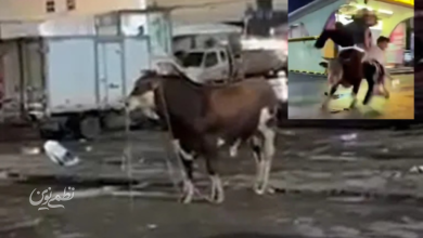 حمله گاو