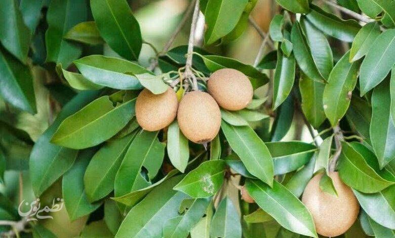 برداشت محصول