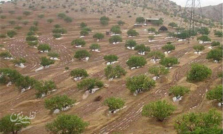 کشاورزی