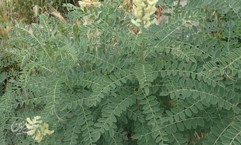 تلخ بیان، گیاهی سمی اما پرخاصیت
