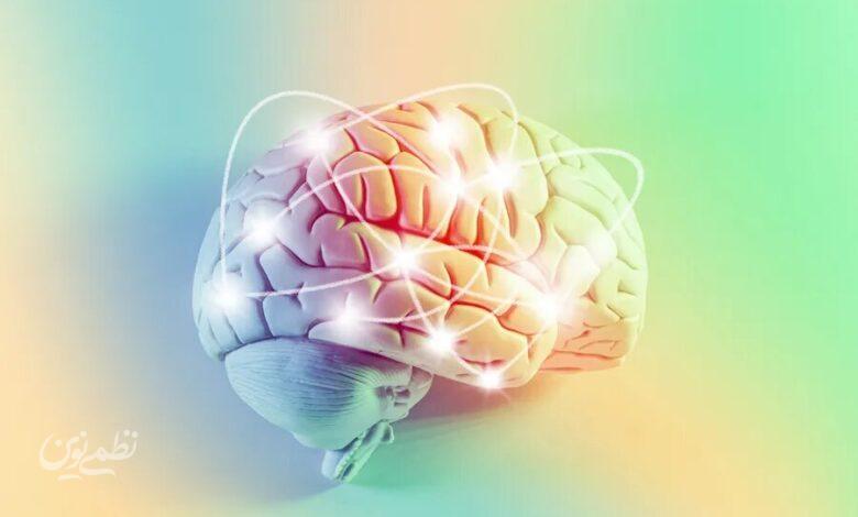 brain