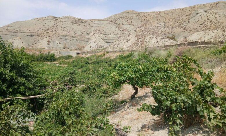 خسارت مرغ مینا به مزارع