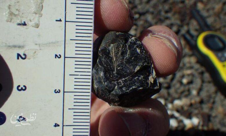 پر پرنده