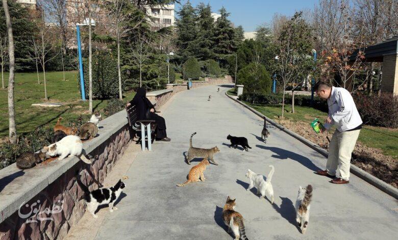 غذا دادن به گربه های خیابانی