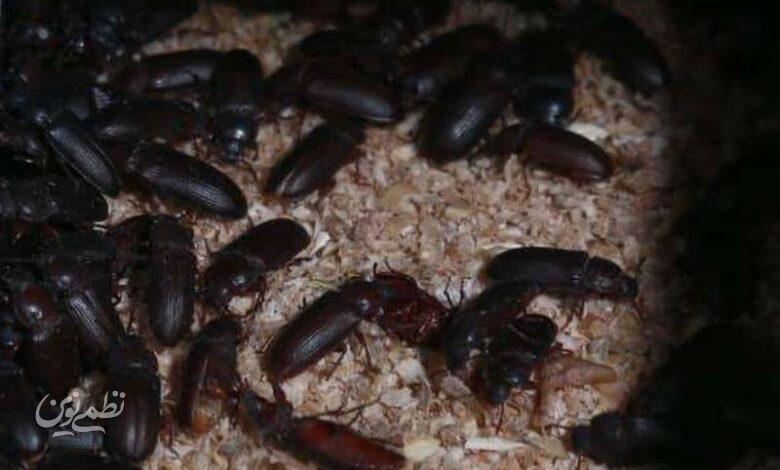 سوسک - غذای خزندگان